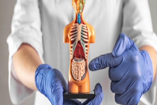 کنترل بازسازی بافت پوششی روده توسط مویرگ های لنفاوی